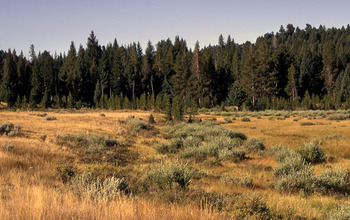 old lake bed in Yellowstone covered with grass and willows growing along its wet edges.